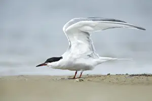 Texas Wildlife Drucke: Common Tern, Sterna hirundo