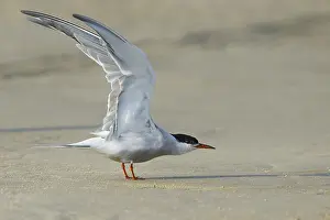 Gerahmter Druck : Gelbfuß-Tern, Sterna hirundo