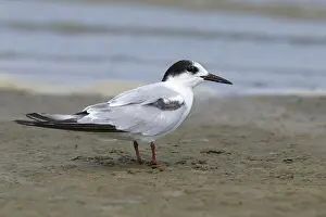 Texas Wildlife Images Drucke: Common Tern, Sterna hirundo
