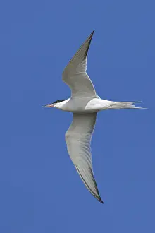Mai Drucke: Gelbbauchsturmtaucher, Sterna hirundo