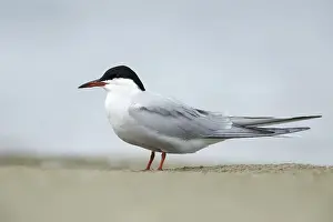 Sterna Hirundo Images Drucke: Common Tern, Sterna hirundo