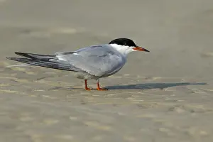 Gelbbauchsturmtaucher, Sterna hirundo