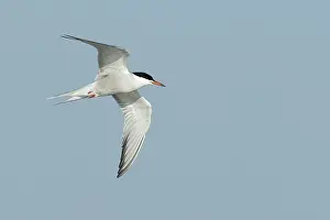 Wild Animals In Flight Drucke: Common Tern, Sterna hirundo