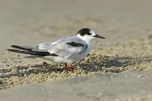Texas Wildlife Photos Drucke: Common Tern, Sterna hirundo