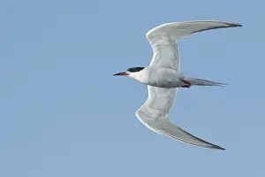 Gelbbauchsturmtaucher, Sterna hirundo