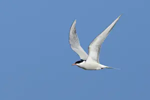 Adult Terns In Flight Drucke: Common Tern, Sterna hirundo
