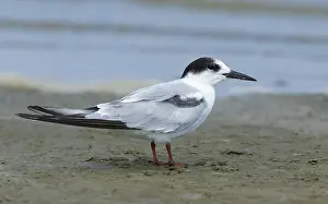 Gerahmter Druck : Gelbbauchsturmtaucher, Sterna hirundo Gerahmter Druck : Gelbbauchsturmtaucher, Sterna hirundo