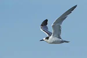 Flying Birds Drucke: Common Tern, Sterna hirundo
