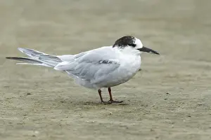 Texas Wildlife Drucke: Common Tern, Sterna hirundo