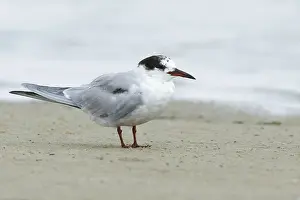 Texas Wildlife Drucke: Common Tern, Sterna hirundo