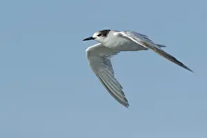Flying Birds Drucke: Common Tern, Sterna hirundo