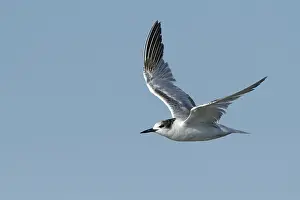 Flying Birds Drucke: Common Tern, Sterna hirundo