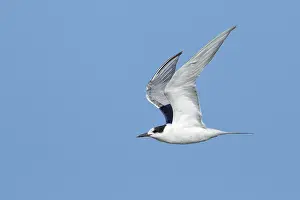 Flying Birds Drucke: Common Tern, Sterna hirundo