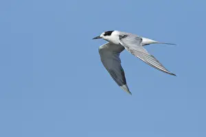 Flying Birds Drucke: Common Tern, Sterna hirundo