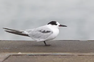 Sterna Hirundo Drucke: Common Tern, Sterna hirundo