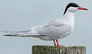 Bilder Datiert 15. Mai 2021: Gelbfuß-Flughuhn, Sterna hirundo.