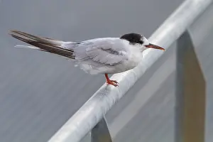 Graureiher, Sterna hirundo
