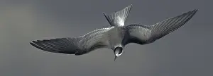 Finland Nature Photography Drucke: Common Tern, Sterna hirundo