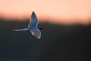 Juni Drucke: Gelbfußtern, Sterna hirundo