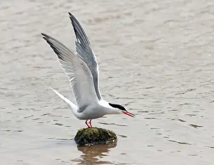European Bird Life Drucke: Common Tern, Sterna hirundo