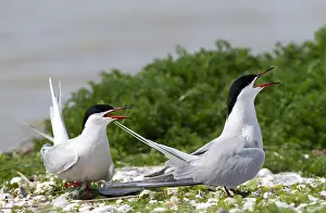 Texel Island Nature Reserve Drucke: Common Tern, Sterna hirundo