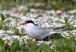 Texel Island Nature Reserve Drucke: Common Tern, Sterna hirundo