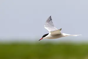 Texel Island Nature Reserve Drucke: Common Tern, Sterna hirundo