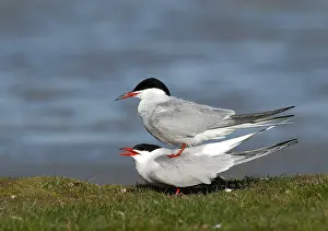 Common Tern Drucke: Common Tern, Sterna hirundo