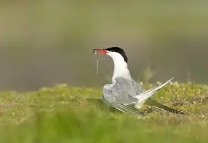 Common Tern Drucke: Common Tern, Sterna hirundo