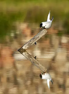 Bilder Datiert 23. Mai 2009: Gelbfußmöwe, Sterna hirundo