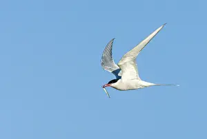 Common Tern Drucke: Common Tern, Sterna hirundo