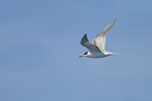 Common Tern In Flight Drucke: Common tern, Sterna hirundo