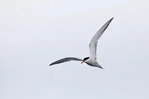 Gelbfußseeschwalbe, Sterna hirundo