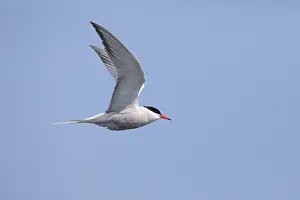 Ocean Birds In Flight Drucke: Common tern Sterna hirundo