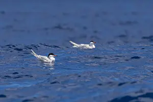 Migratory Birds Europe Drucke: Common Tern, Sterna hirundo