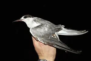 Asian Wildlife Images Drucke: Common Tern, Sterna hirundo
