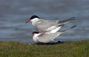 Drucke von Common Tern (Sterna hirundo) auf der Waddeninsel Texel in den Niederlanden Flussseeschwalbe Drucke: Gelbfußtern, Sterna hirundo