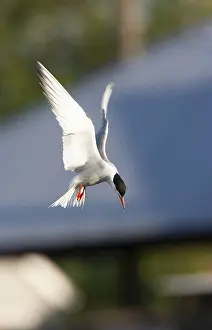 Bilder Datiert 2. Juli 2007: Gelbfußtern, Sterna hirundo hirundo