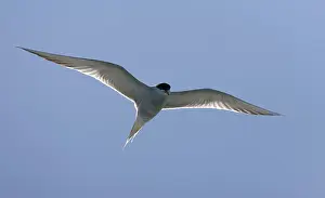 Bilder Datiert 3. August 2007: Gelbbauchsturmtaucher, Sterna hirundo hirundo