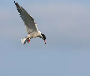 Free Nature Photography Drucke: Common Tern, Sterna hirundo hirundo