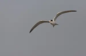 Bilder vom 7. September 2006: Gelbhalsseeschwalbe, Sterna hirundo hirundo