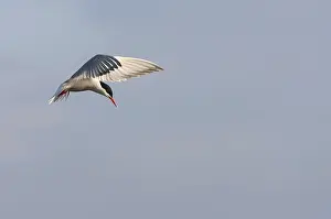 European Natural Environment Photos Drucke: Common Tern, Sterna hirundo hirundo