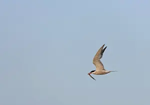 Blue Sky Wildlife Scene Drucke: Common Tern, Sterna hirundo hirundo