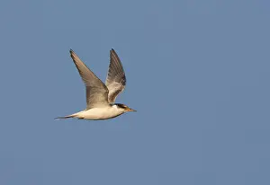 Gelbfußmöwe, Sterna hirundo hirundo