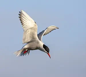 Bilder Datiert 2. Juli 2007: Common Tern, Sterna hirundo hirundo