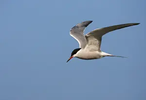 Gelbfußtern, Sterna hirundo hirundo