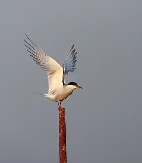 Gelbfußtern, Sterna hirundo hirundo