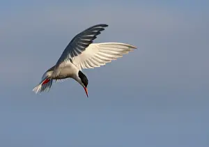 In Flight Wildlife Photos Drucke: Common Tern, Sterna hirundo hirundo