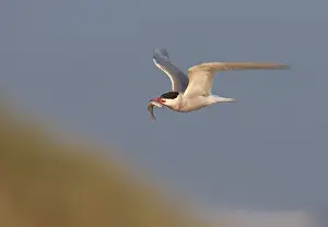 Common Tern In Flight Drucke: Common Tern, Sterna hirundo hirundo