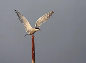 Gelbbauchsturmtaucher, Sterna hirundo hirundo